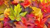 FALL